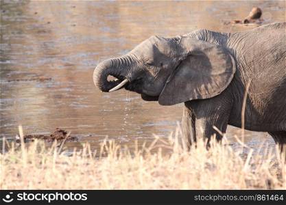 Wild elephant drinks water with proboscis in wilderness