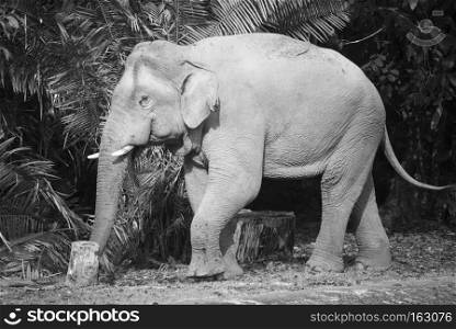 Wild elephant in Khao Yai National Park, Thailand