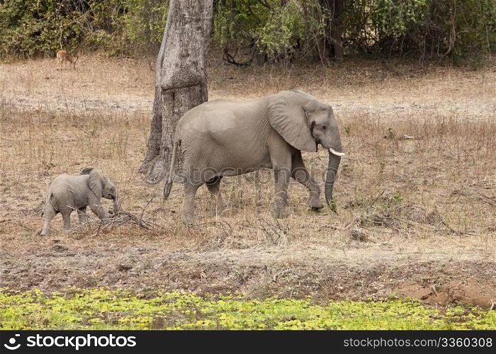 Wild elephant in the bush in Africa, Zambia