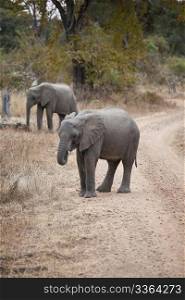 Wild elephant in the bush in Africa, Zambia