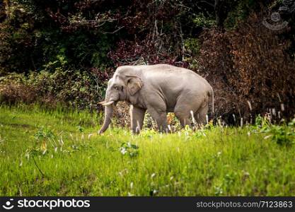 Wild Elephant walk across green grass field at Khaoyai national park thailand