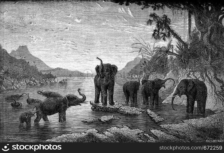 Wild elephants bathing in the river, vintage engraved illustration. Le Tour du Monde, Travel Journal, (1872).