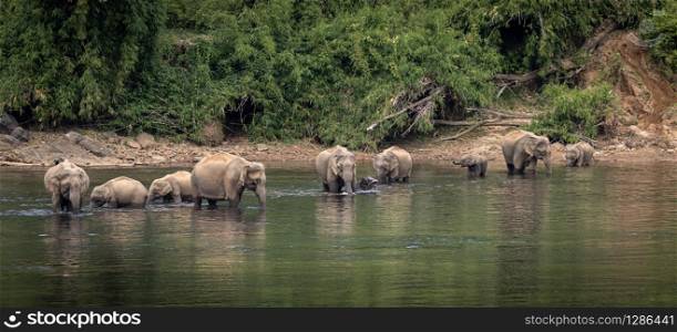 wild elephants feeding on water plants in river
