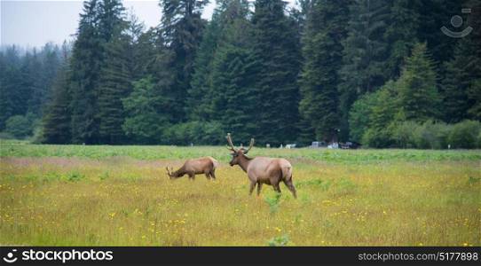 Wild Elk along Newton B. Drury Scenic Parkway in Prairie Creek Redwoods State Park