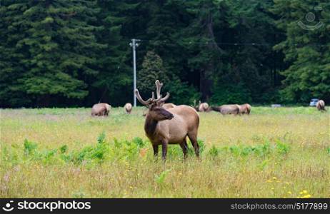 Wild Elk along Newton B. Drury Scenic Parkway in Prairie Creek Redwoods State Park