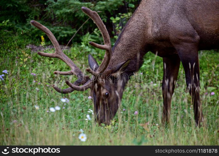 Wild Elk Canada Prince Albert Park Saskatchewan