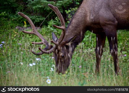 Wild Elk Canada Prince Albert Park Saskatchewan