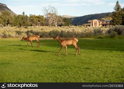 wild elk on lawn in mammoth springs wyoming