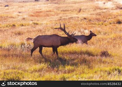 Wild elks grazing on a meadow in the Rocky Mountain National Park, Colorado, USA