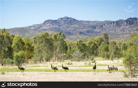 Wild emu birds in the beautiful landscape of Victoria&rsquo;s Grampians National Park