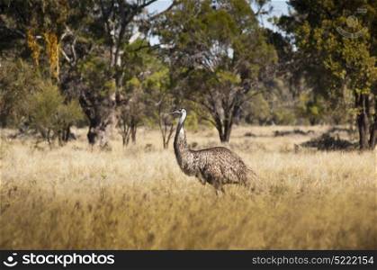 Wild emu in the Australian outback roam free