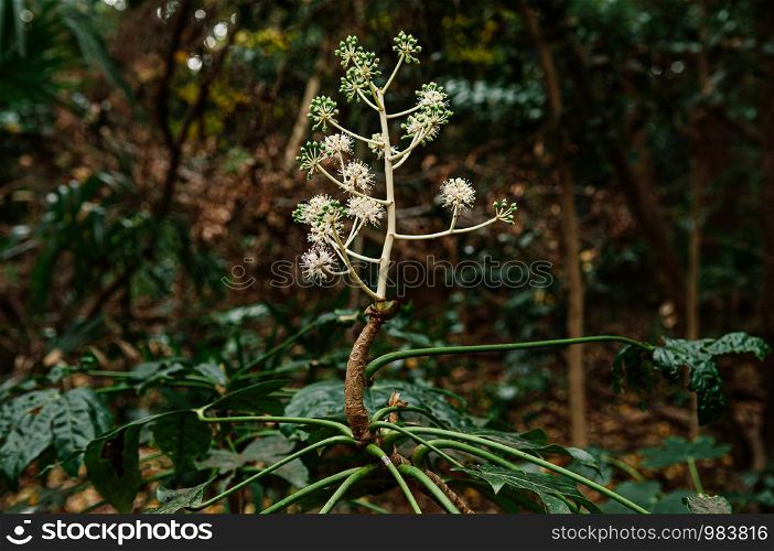 Wild exotic flower Fatsia Japonica or Japanese Aralia full bloom with fruits in forest