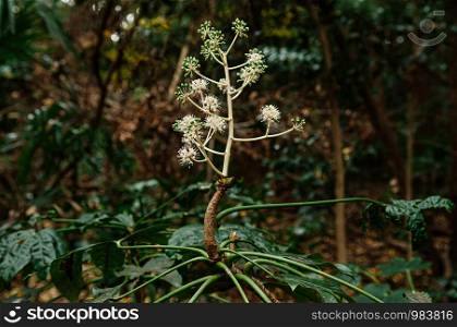 Wild exotic flower Fatsia Japonica or Japanese Aralia full bloom with fruits in forest