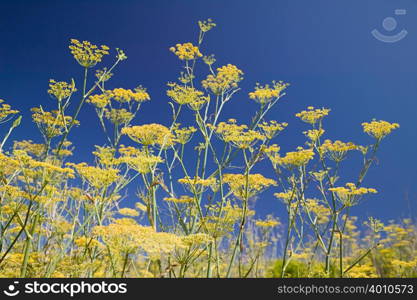 Wild fennel flowers