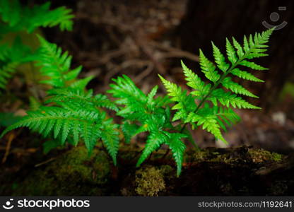 Wild fern in rainforest jungle of Tasmania, Australia. Nature close up background.