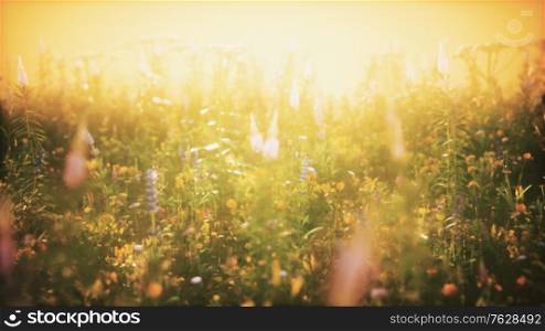 wild field flowers at summer sunset