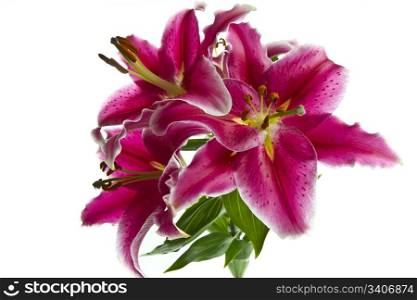 Wild fire tiger lily on white background