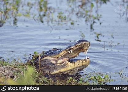 Wild Florida Alligator Eating a Fish