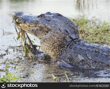Wild Florida Alligator Jumps out of Water