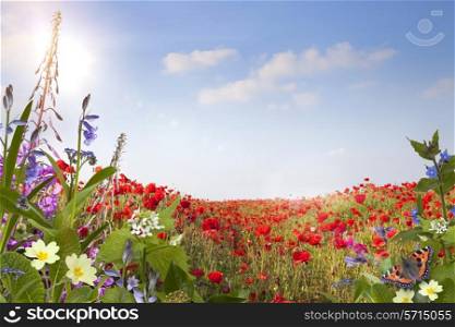 Wild flower background with poppies, primroses and bluebells.