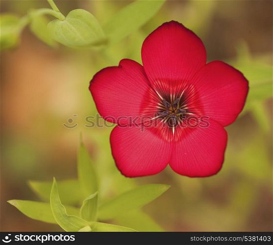 Wild flower in deep red and shallow depth of field blurred background
