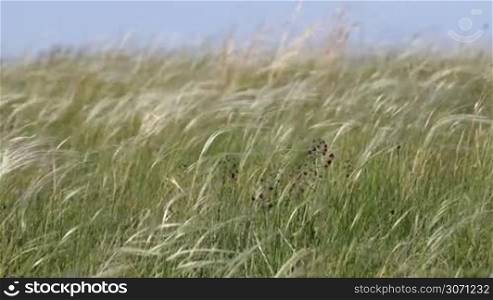 Wild flower on the background of a feather-grass,stipa
