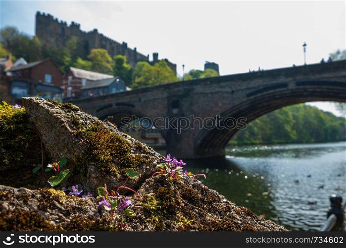 Wild flower on the bank of River Wear and Framwellgate Bridge in the background in Durham City, United Kingdom.