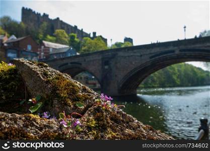 Wild flower on the bank of River Wear and Framwellgate Bridge in the background in Durham City, United Kingdom.