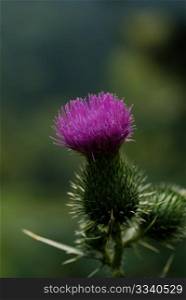 Wild flower, purple burr with blurry background