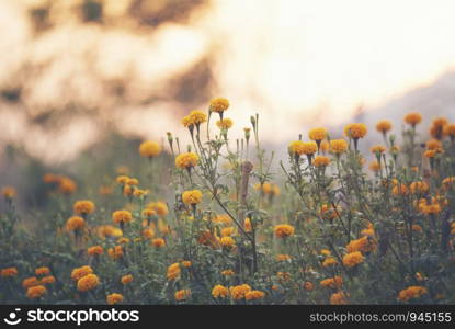 wild flower sunset, nature sunset with the flower grass