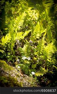Wild flowers and ferns in sunlight