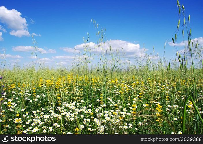 wild flowers and spikes against blue sky