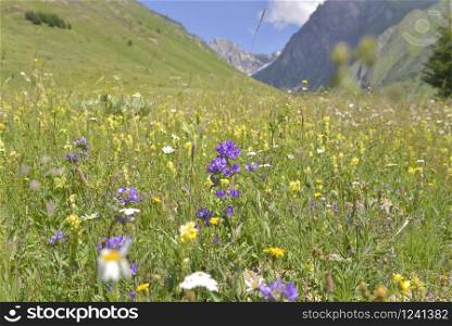 wild flowers blooming in a meadow in alpine mountain