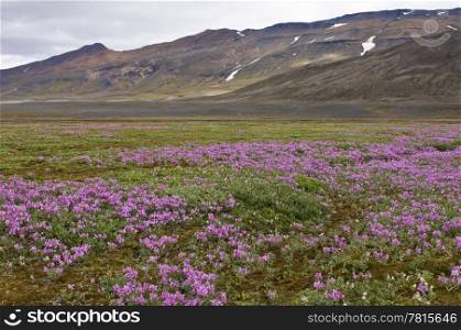 Wild flowers blooming in the Icelandic tundra in a dry river bedding