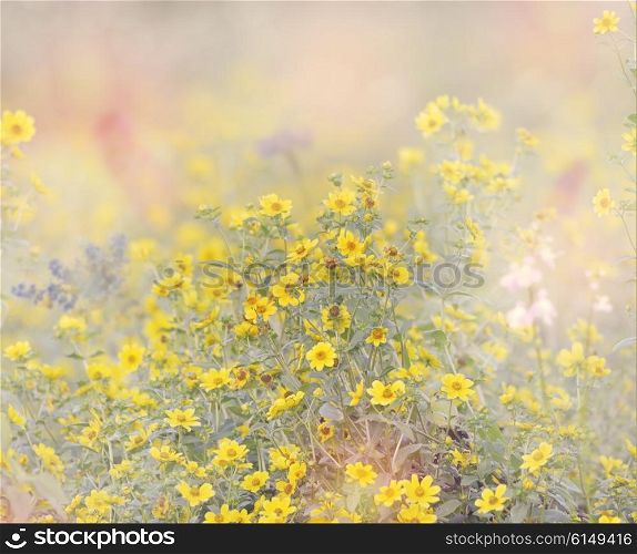 Wild Flowers Blossom for Background