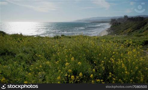 Wild flowers blow in the wind above the ocean by Point Conception State Reserve