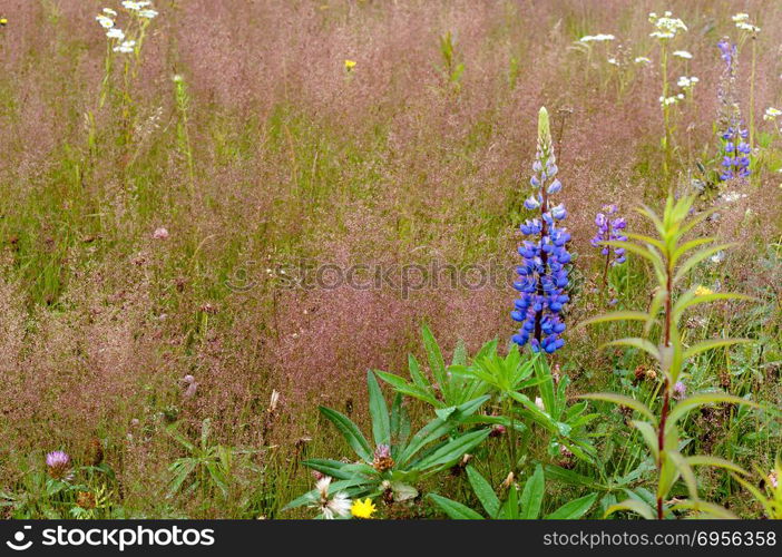 wild flowers, chamomile, summer, grass and flowers in the field, meadow grass and flowers. meadow grass and flowers, wild flowers, chamomile, summer, grass and flowers in the field. meadow grass and flowers, wild flowers, chamomile, summer, grass