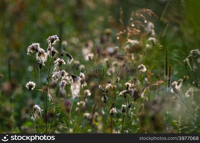 Wild flowers. Deflorate flowers. Rural flowers on a green grass. Meadow with rural flowers. Wild flowers. Nature flower. Weed on field. Deflorate weeds on wild meadow.