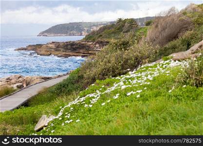 Wild flowers growing by the side of the boardwalk on the New South Wales coastline near Freshwater Bay, Sydney, Australia