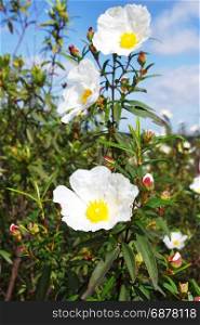 Wild flowers, Gum rockrose - Cistus ladanifer