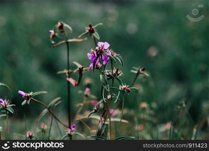 Wild flowers in nature