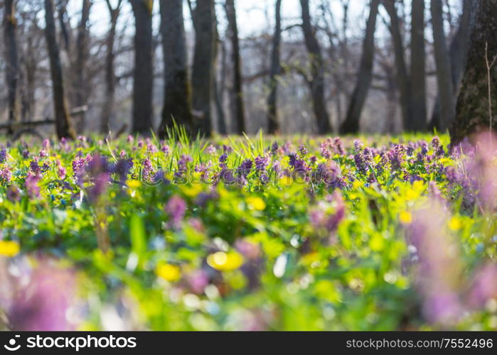 Wild flowers meadow in spring forest. Spring Natural background.