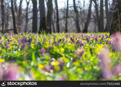 Wild flowers meadow in spring forest. Spring Natural background.