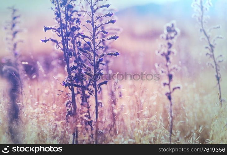 Wild flowers meadow in spring forest. Spring Natural background.