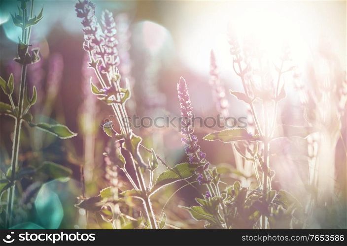 Wild flowers meadow in spring forest. Spring Natural background.