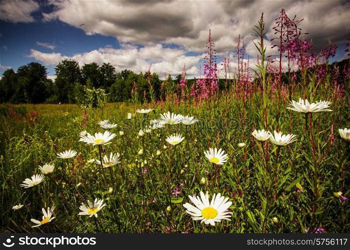 Wild flowers near the lake and sky landscape