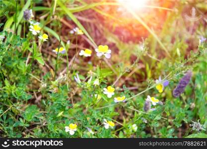 Wild flowers on a spring green meadow