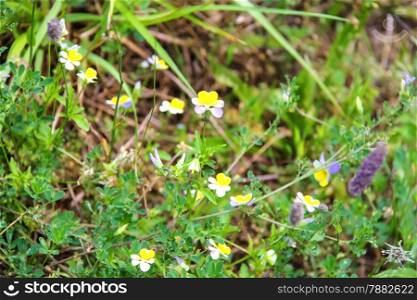 Wild flowers on a spring green meadow