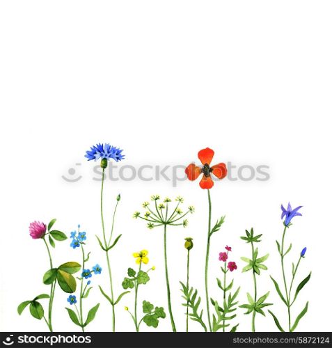 Wild flowers on a white background. Watercolor illustration