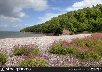 Wild flowers on Elberry Cove beach near Torquay, Devon, England.